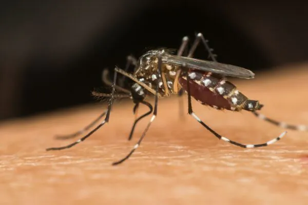 Tecnologias e imunização fortalecem combate à dengue. (Foto: Getty Images via Canva)