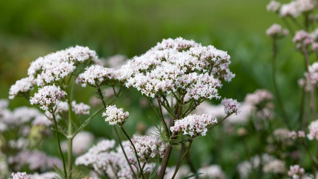 Chá de valeriana ajuda no sono e alivia irritação. (Foto: Getty Images via Canva)