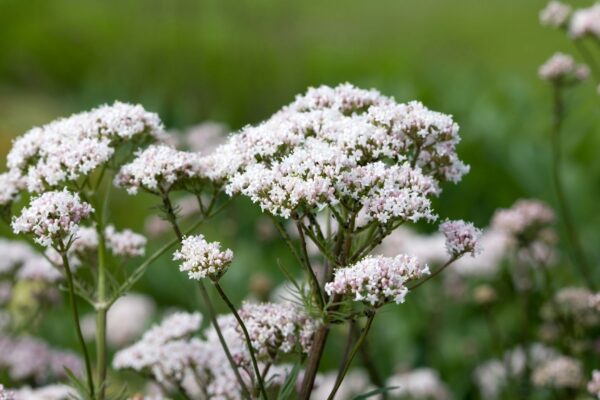 Chá de valeriana ajuda no sono e alivia irritação. (Foto: Getty Images via Canva)
