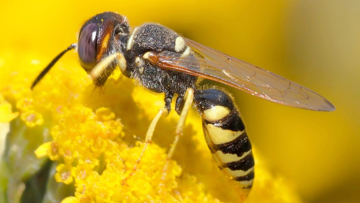 Veneno de marimbondo pode inspirar tratamento do Alzheimer. (Foto: Pixabay via Canva)