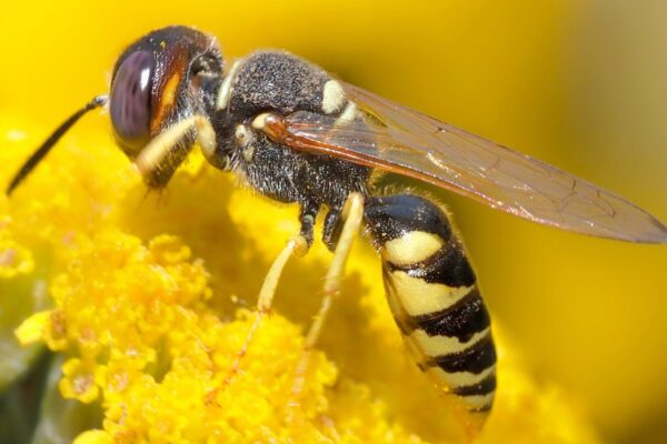 Veneno de marimbondo pode inspirar tratamento do Alzheimer. (Foto: Pixabay via Canva)