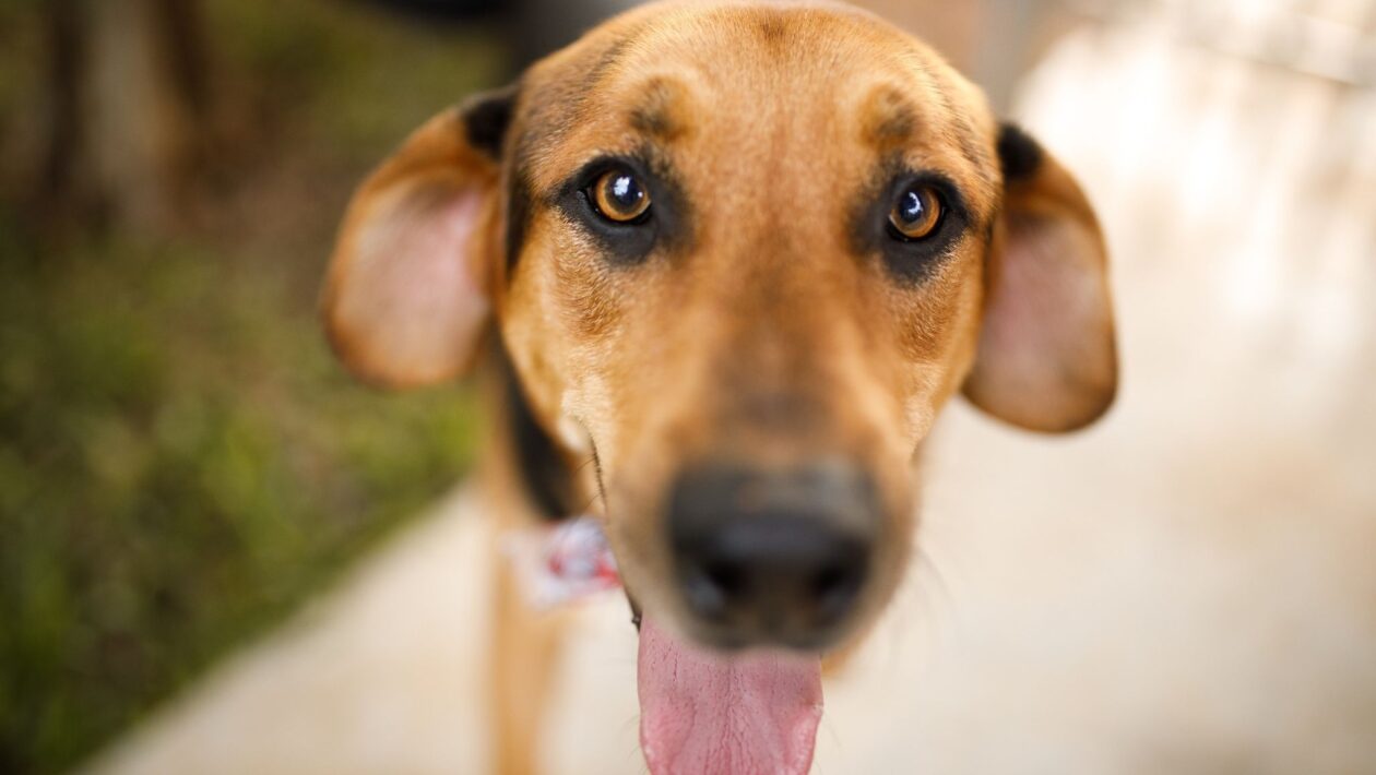 Caramelos têm maior longevidade que cães de raça pura. Foto: Getty Images via Canva)