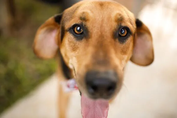 Caramelos têm maior longevidade que cães de raça pura. Foto: Getty Images via Canva)