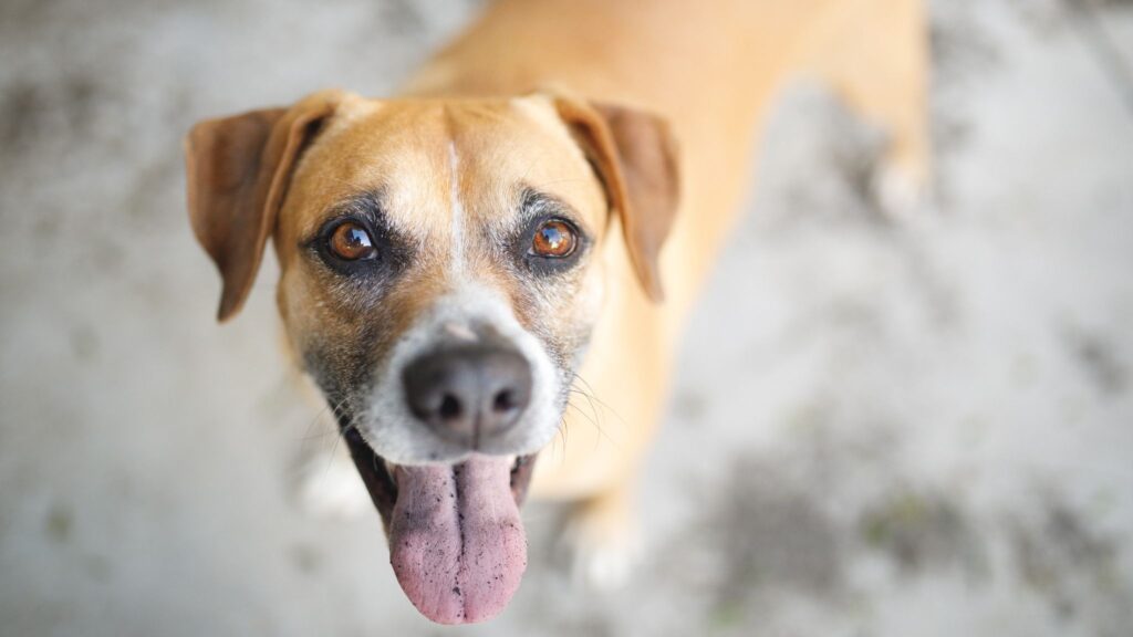 Temperamento estável facilita adaptação a qualquer família. (Foto: Getty Images via Canva)
