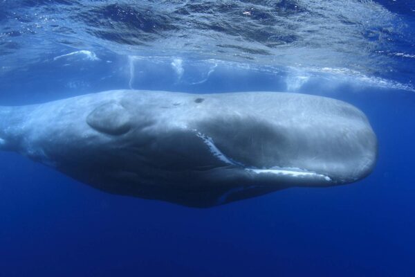 Cachalotes emitem sons complexos parecidos com vogais humanas. (Imagem: Getty Images/ Canva Pro)
