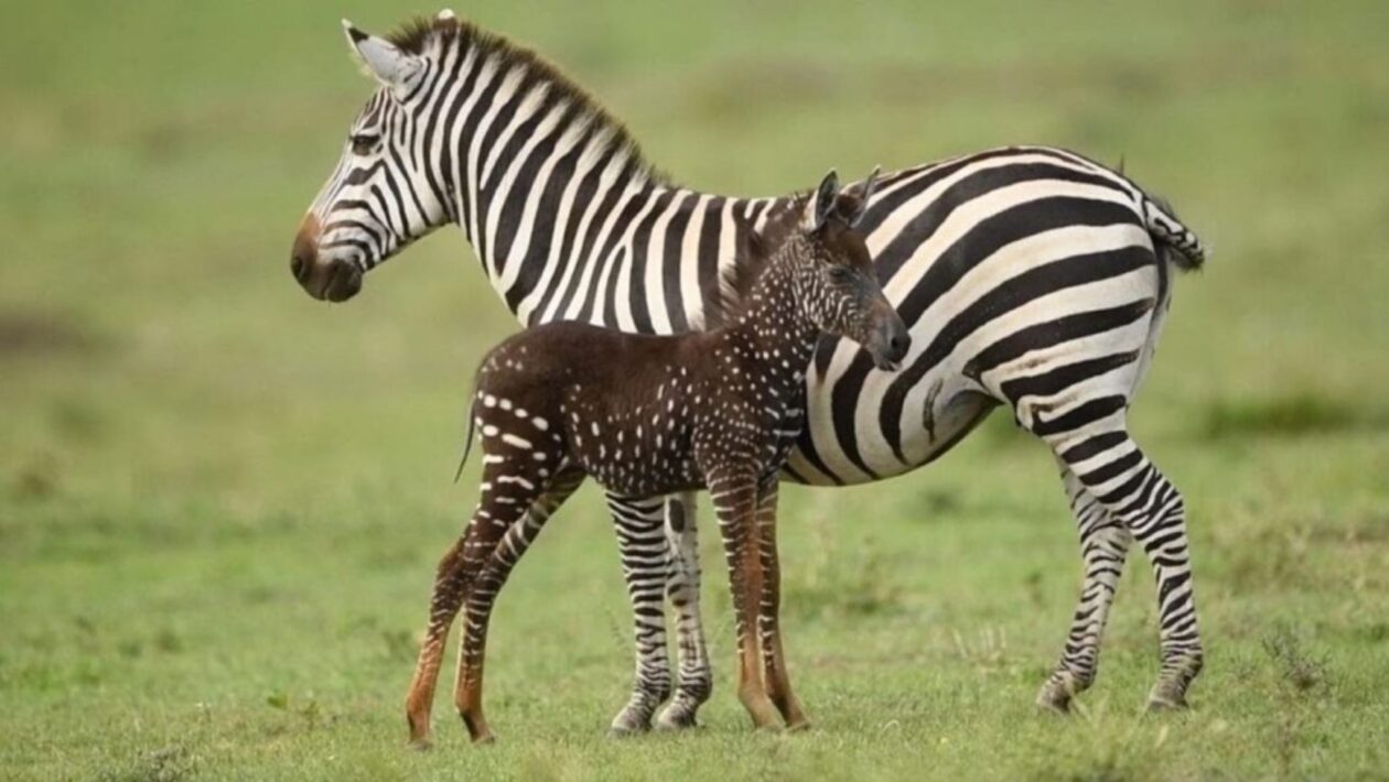 Zebra rara com bolinhas desafia padrões e intriga pesquisadores (Imagem: Frank Liu/ Divulgação)