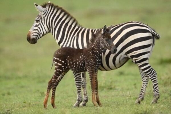 Zebra rara com bolinhas desafia padrões e intriga pesquisadores (Imagem: Frank Liu/ Divulgação)