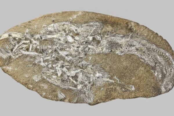 Concreção mostra restos de Bakiribu waridza e quatro peixes. (Foto: RV Pêgas et al via Scientific Reports)