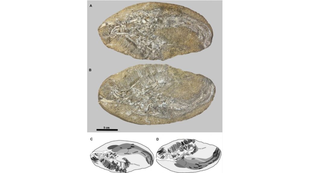 Holótipo MCC 1271.1-V preserva fósseis de pterossauro raro. (Foto: RV Pêgas et al via Scientific Reports)