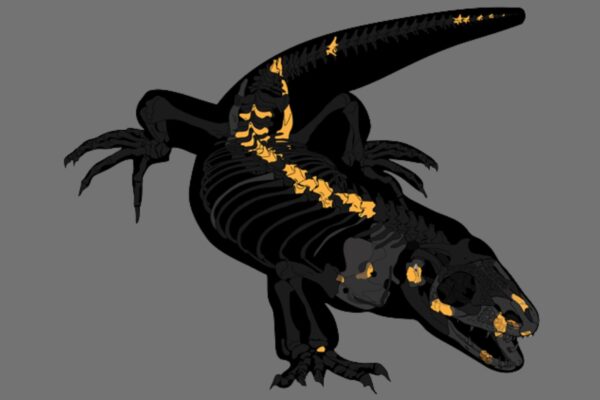 Ilustração do Bolg amondol, espécie pré-histórica. (Foto: C. Henrik Woolley / Royal Society Open Science)