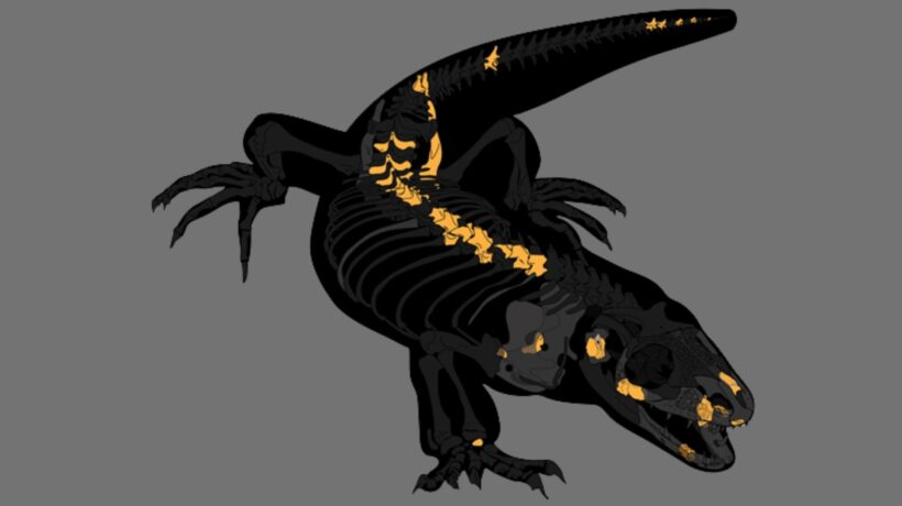 Ilustração do Bolg amondol, espécie pré-histórica. (Foto: C. Henrik Woolley / Royal Society Open Science)