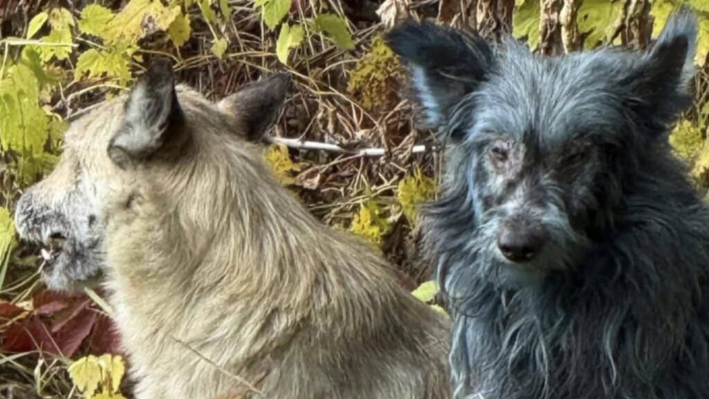 Vida selvagem prospera na Zona de Exclusão mesmo após desastre nuclear (Imagem: CFF/Dogs of Chornobyl)
