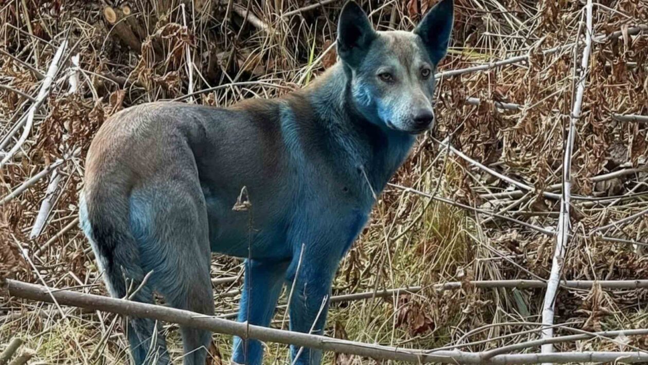 Mistério dos cães azuis de Chernobyl é finalmente explicado (Imagem: Clean Futures Fund/Reprodução Instagram)