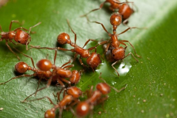 Formigas produzem antibióticos naturais contra superbactérias humanas (Imagem: Getty Images/ Canva Pro)