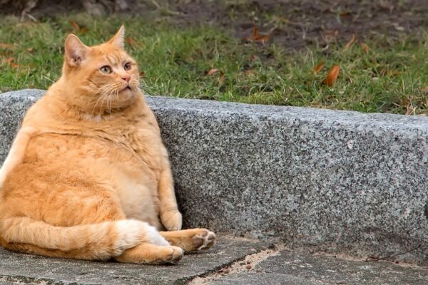 Estudo avalia uso de GLP-1 para controlar obesidade em pets. (Foto: JANUSZ PIENKOWSKI's Images via Canva)