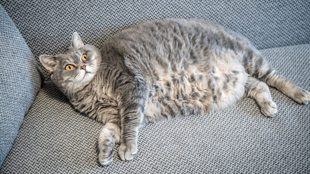 Gatos obesos começam a testar medicamento GLP-1 para emagrecer. (Foto: Getty Images via Canva)