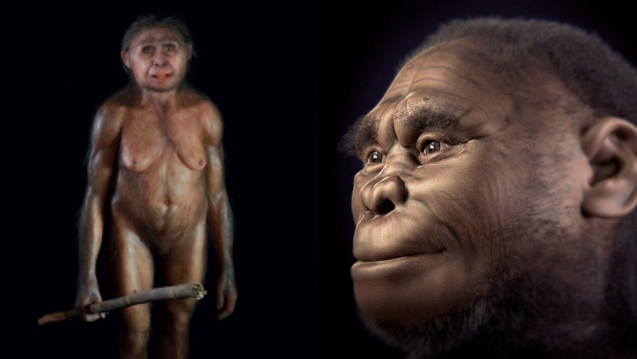 Seca e falta de presas podem ter levado os hobbits à extinção (Imagem: Elisabeth Daynès| Cicero Moraes et al)