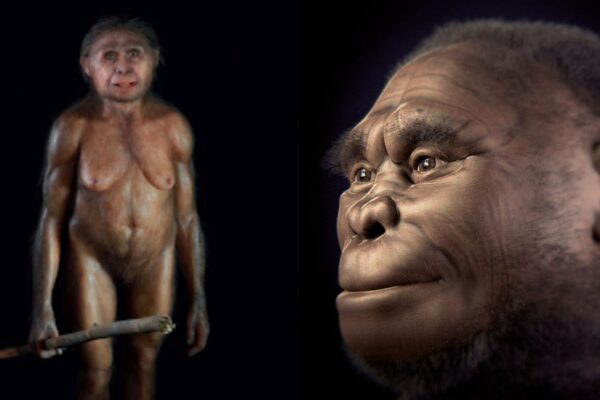 Seca e falta de presas podem ter levado os hobbits à extinção (Imagem: Elisabeth Daynès| Cicero Moraes et al)