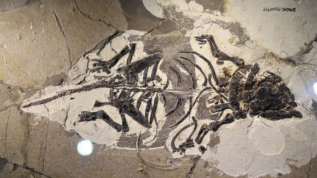 Análise óssea confirma que fósseis eram bebês, não adultos. (Foto: Jonathan Chen via Wikimedia Commons)