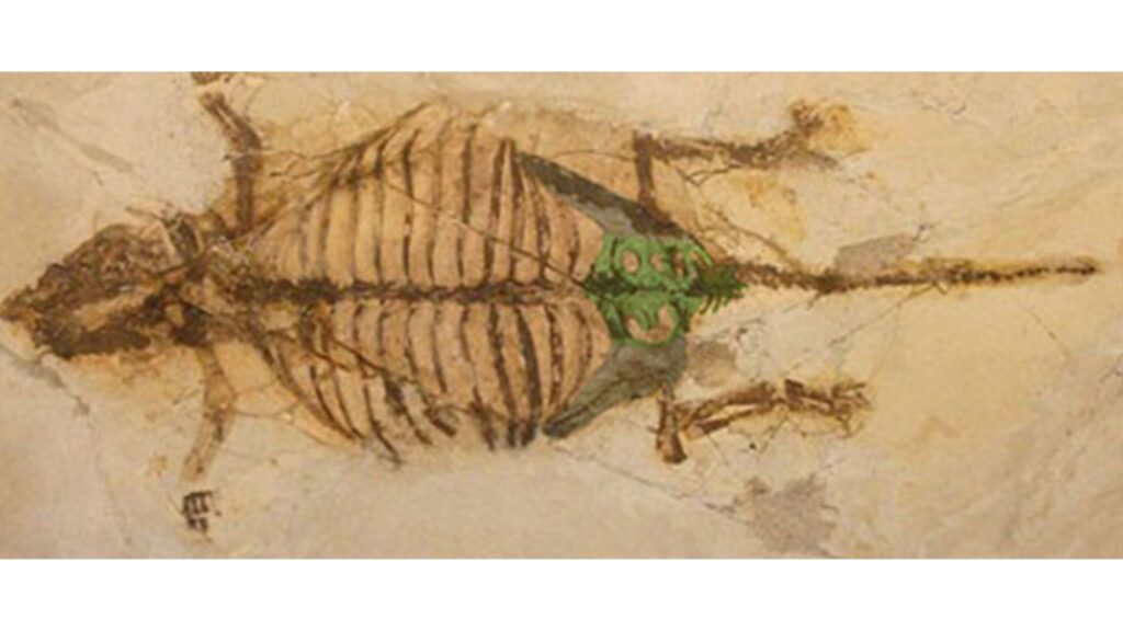 Filhote fossilizado explica o crescimento dos dinossauros blindados. (Foto: Xu et al.)