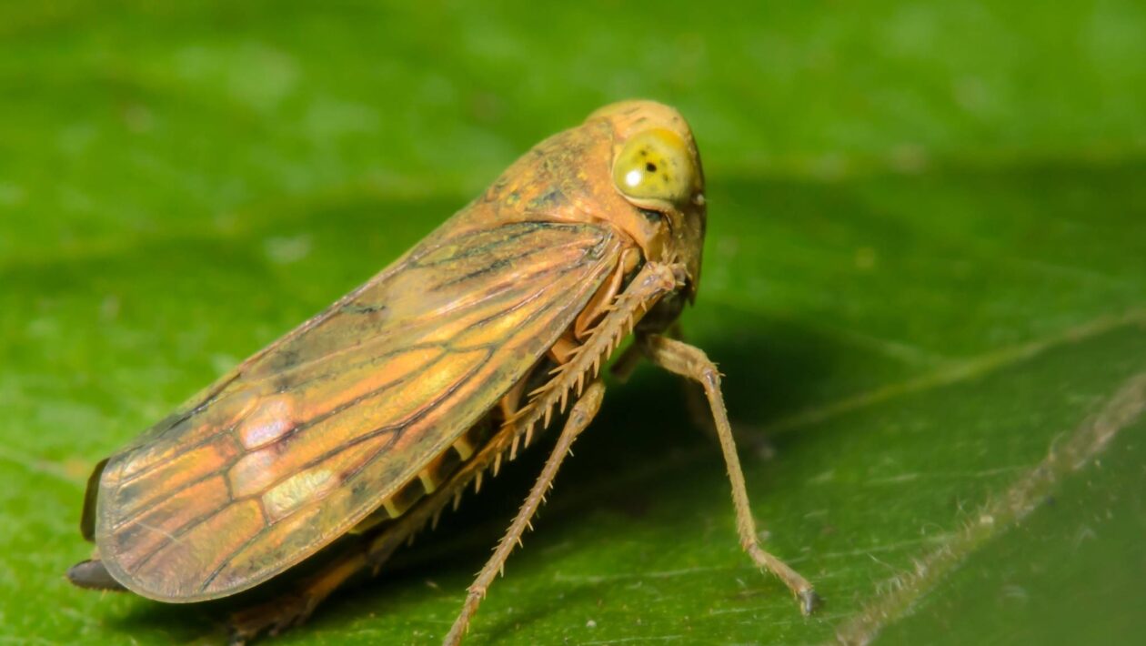 Partículas sintéticas inspiradas em insetos podem revolucionar a camuflagem (Imagem: Getty Images/ Canva Pro)