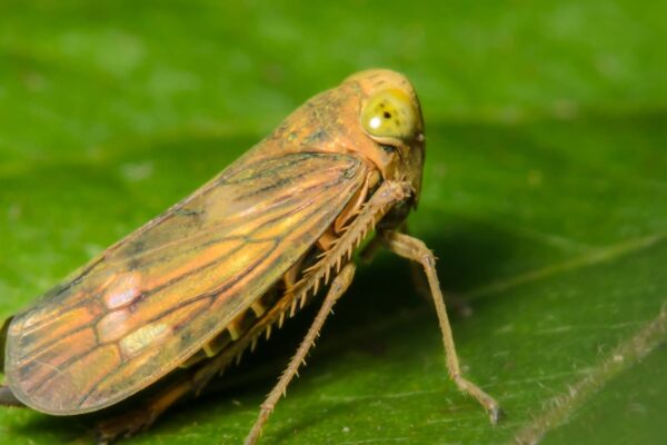 Partículas sintéticas inspiradas em insetos podem revolucionar a camuflagem (Imagem: Getty Images/ Canva Pro)