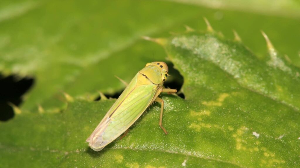 Brocosomas artificiais controlam luz e abrem novas possibilidades tecnológicas (Imagem: Getty Images/ Canva Pro)