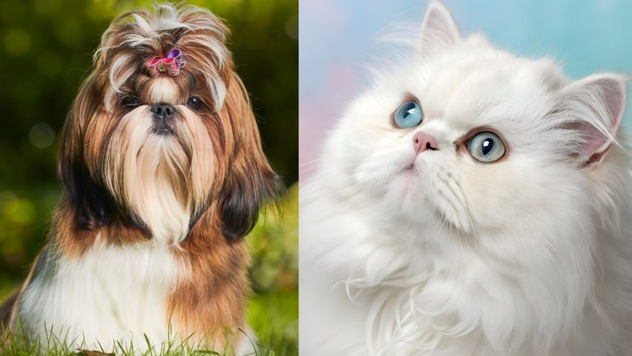 Crânios braquicefálicos unem cães e gatos modernos. (Foto: Getty Images e ROM CREATOR via Canva)