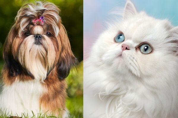 Crânios braquicefálicos unem cães e gatos modernos. (Foto: Getty Images e ROM CREATOR via Canva)