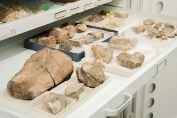 Fragmentos do Tenontosaurus aguardam nova análise científica. (Foto: Vitória Adler / UTEP)