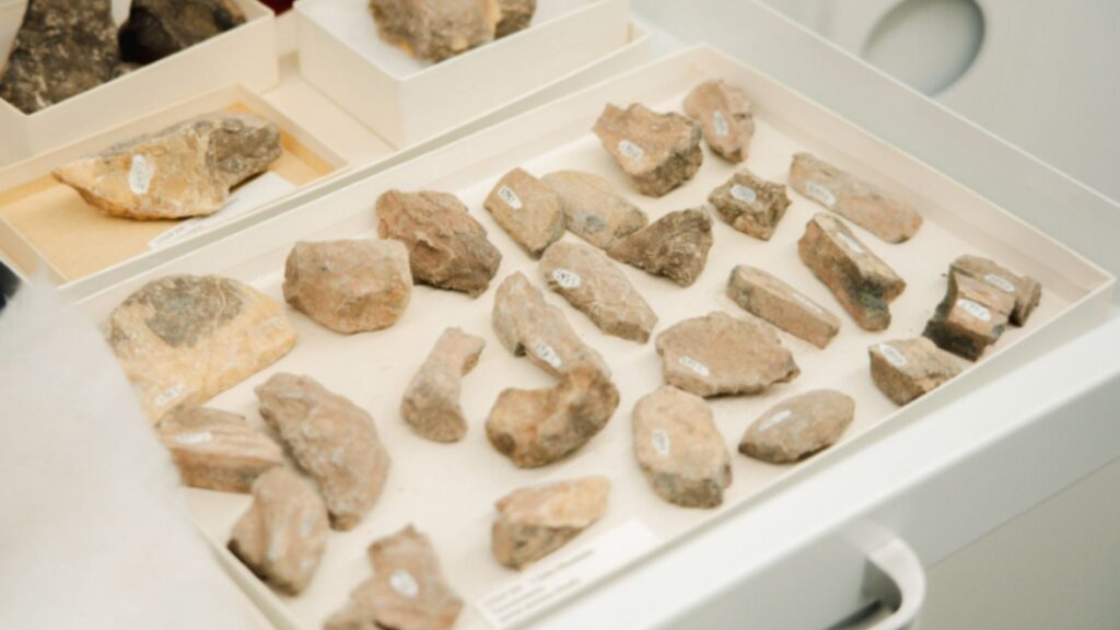 Restos do Tenontosaurus esperam definição anatômica. (Foto: Vitória Adler / UTEP)