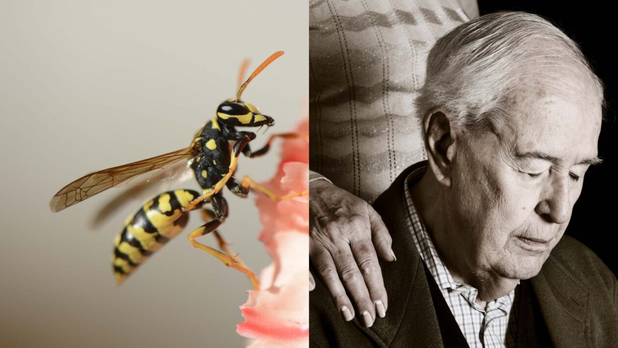 Molécula de veneno de marimbondo mostra avanço contra Alzheimer (Imagem: Getty Images/ Canva Pro)