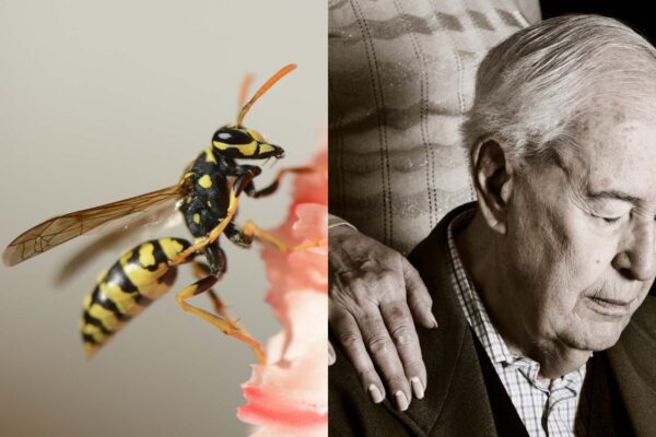 Molécula de veneno de marimbondo mostra avanço contra Alzheimer (Imagem: Getty Images/ Canva Pro)