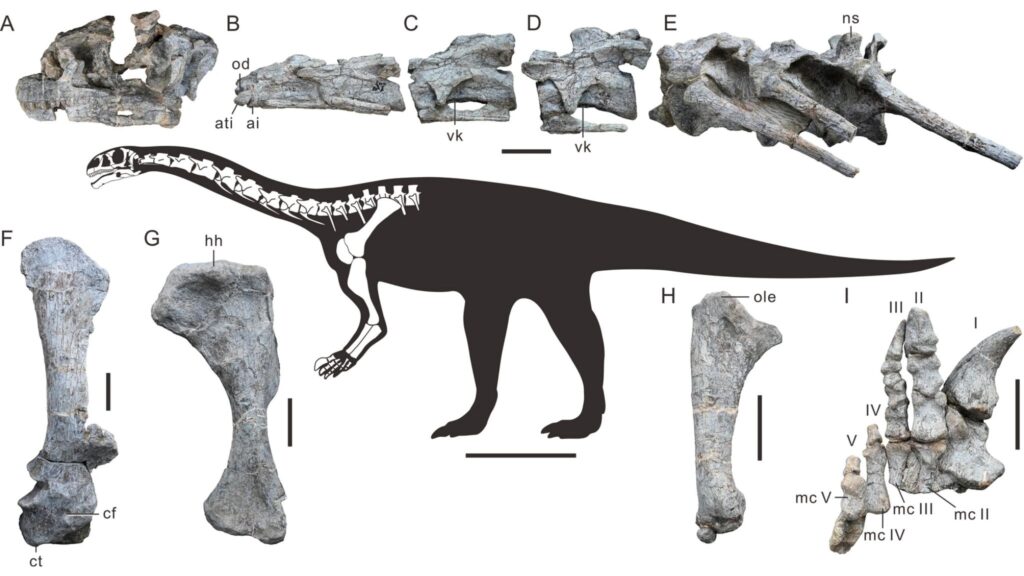 Vértebras cervicais de Wudingloong, mostrando a flexibilidade do pescoço. (Foto: Ya-Ming Wang via Scientific reports)
