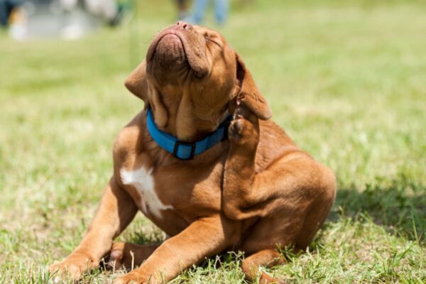 Alérgenos domésticos são líderes nas alergias em cães. (Foto: Getty Images via Canva)