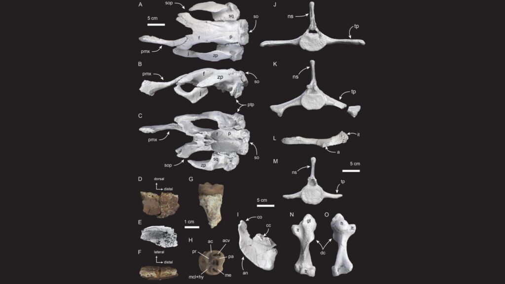 Reconstrução 3D revela morfologia da Salwasiren extinta. (Foto: Nicolau D. Pyenson via PeerJ)