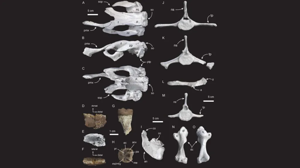 Reconstrução 3D revela morfologia da Salwasiren extinta. (Foto: Nicolau D. Pyenson​ via PeerJ)