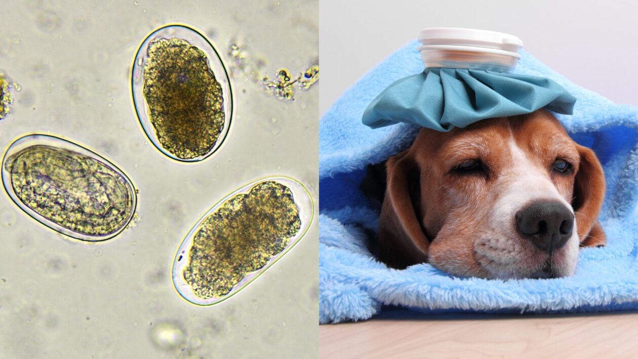 Ancilóstomos caninos mostram resistência a vermífugos. (Foto: Getty Images via Canva)
