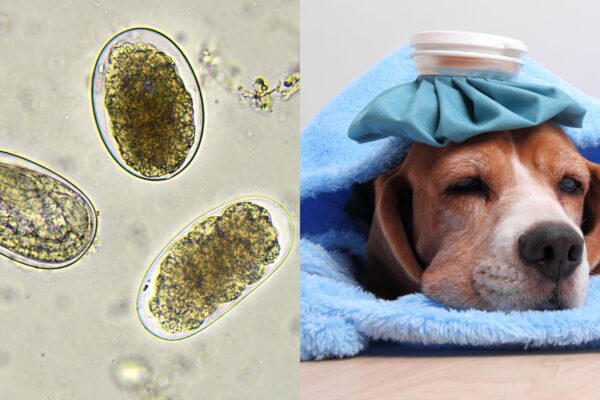 Ancilóstomos caninos mostram resistência a vermífugos. (Foto: Getty Images via Canva)