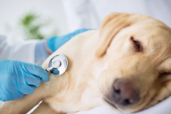 Cães revelam bactéria emergente do grupo da febre maculosa. (Foto: Getty Images via Canva)