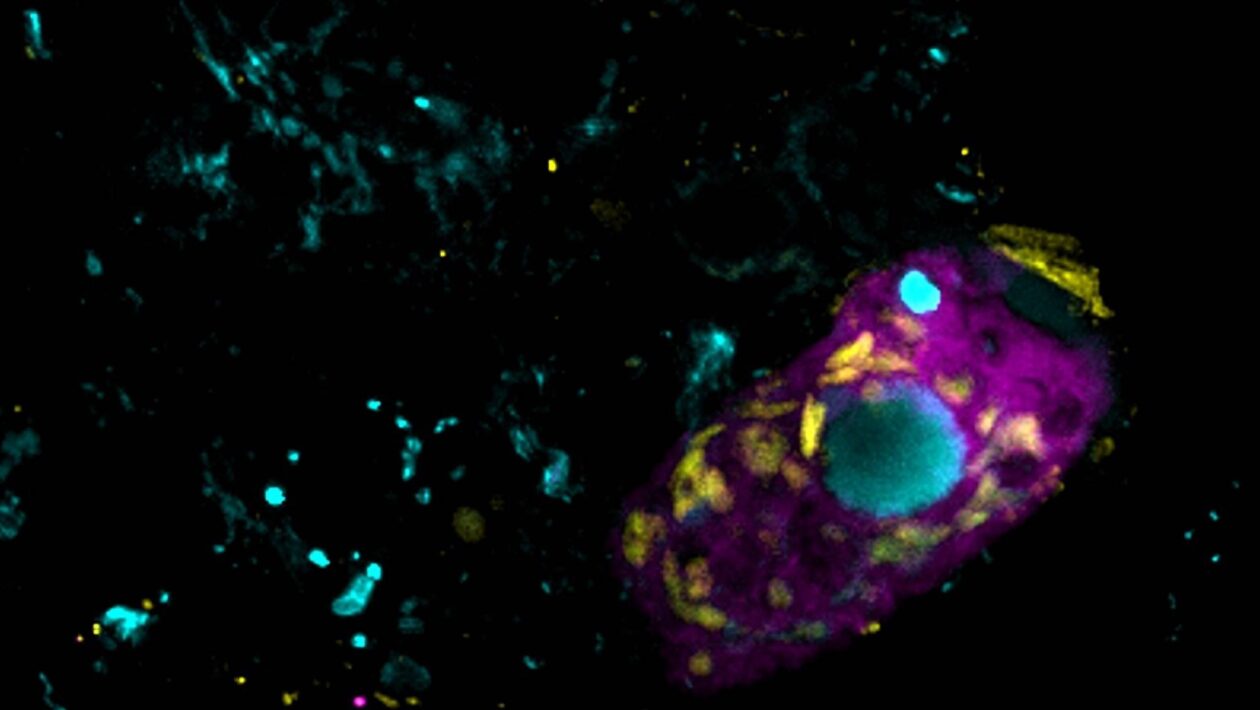 Bactérias simbióticas ajudam a purificar água e afetam o clima (Imagem: Linus Matz Zeller, Instituto Max Planck de Microbiologia Marinha.)