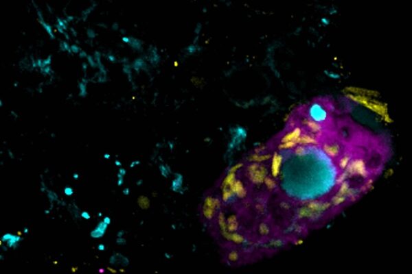 Bactérias simbióticas ajudam a purificar água e afetam o clima (Imagem: Linus Matz Zeller, Instituto Max Planck de Microbiologia Marinha.)