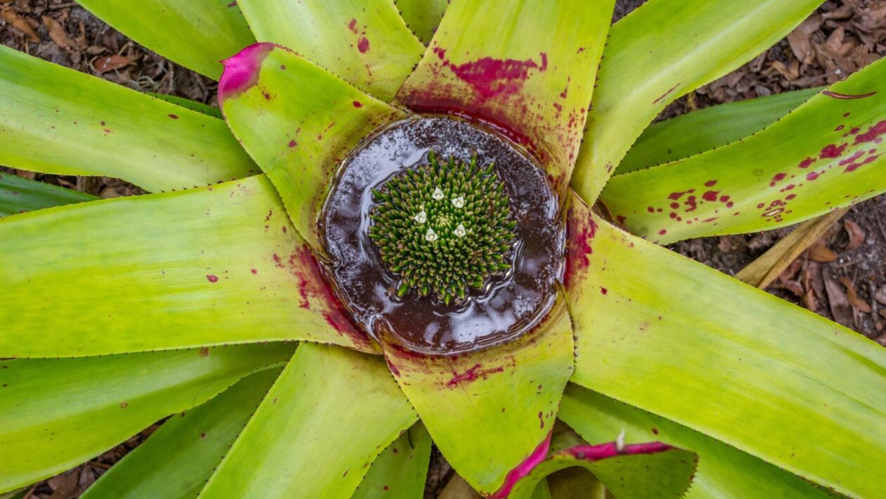 Bromélias enriquecem o solo e favorecem plantas exigentes (Imagem: Getty Images/ Canva Pro)