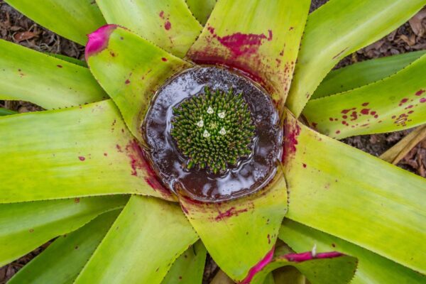 Bromélias enriquecem o solo e favorecem plantas exigentes (Imagem: Getty Images/ Canva Pro)