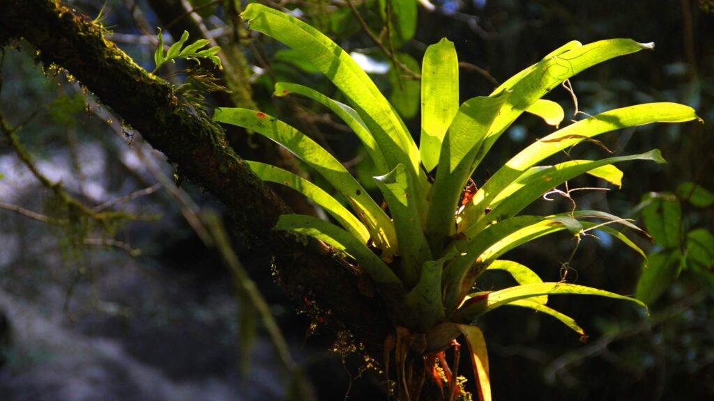 Água das bromélias aumenta nutrientes e impulsiona o crescimento (Imagem: Getty Images/ Canva Pro)
