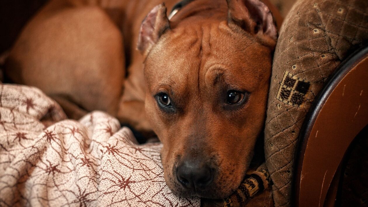 Cães sozinhos podem desenvolver depressão silenciosa. (Foto: Alexey Yakovenko via Canva)