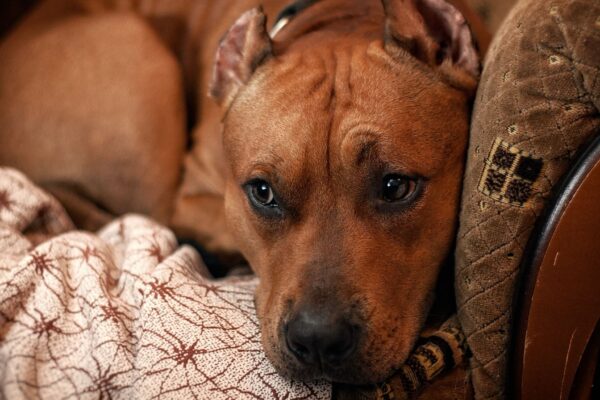 Cães sozinhos podem desenvolver depressão silenciosa. (Foto: Alexey Yakovenko via Canva)