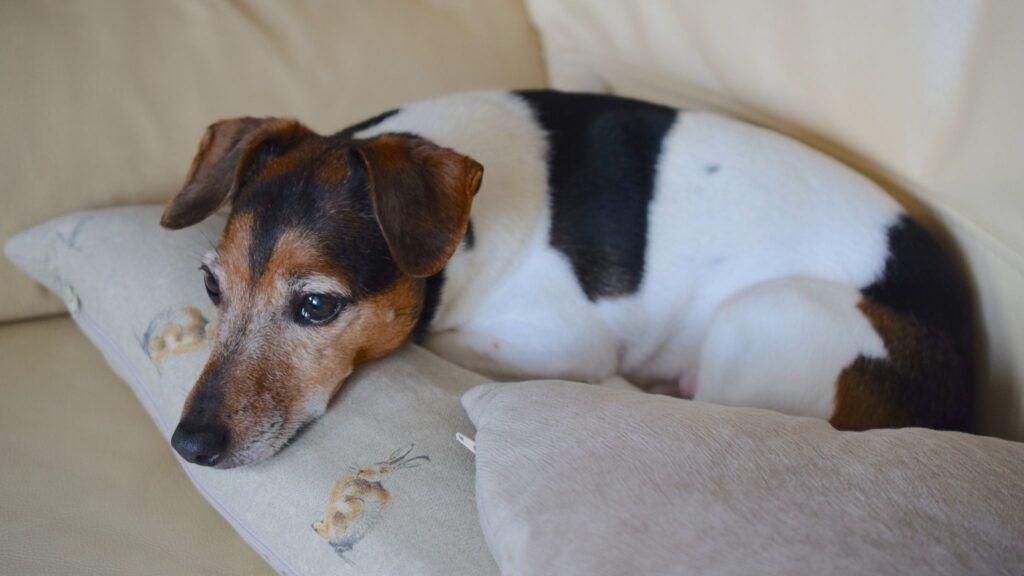 Brinquedos interativos ajudam a reduzir o tédio do pet. (Foto: Love my designs via Canva)