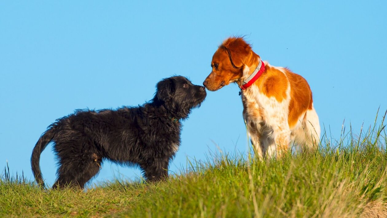 Cães treinados detectam câncer de bexiga pelo cheiro. (Foto: Isabelle Desmas et al. via Springer Nature)