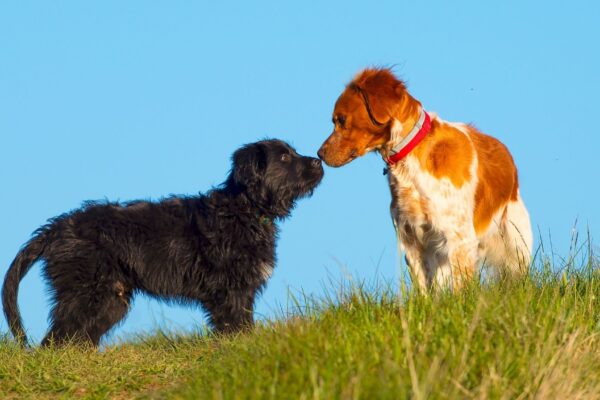 Cães treinados detectam câncer de bexiga pelo cheiro. (Foto: Isabelle Desmas et al. via Springer Nature)
